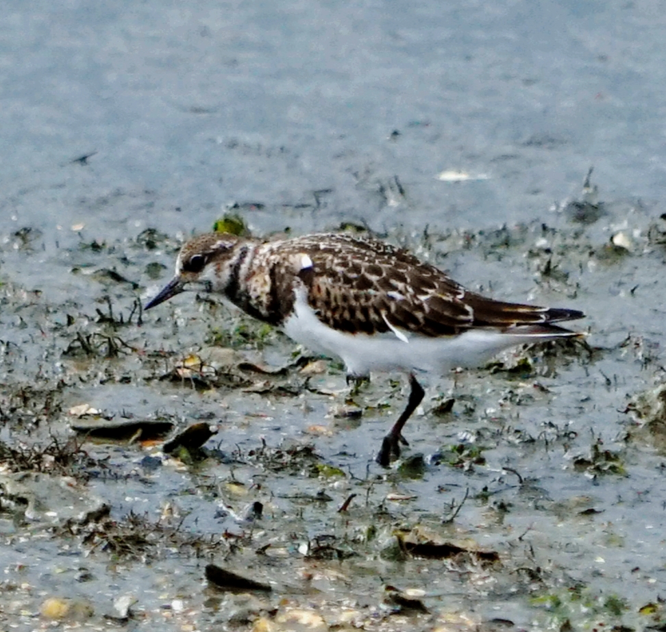 welke vogel is dit ?